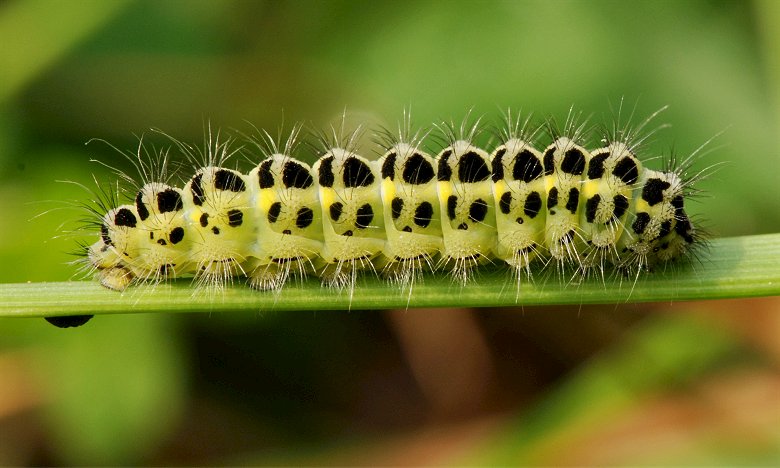 Bruco di  Zygaena sp.